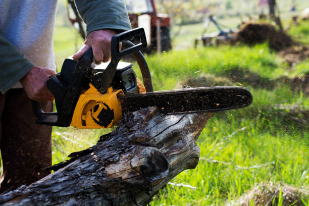 How Our Tree Care Process Works  in  Guilford Center, CT