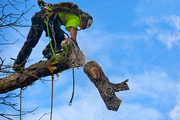 Tree and Shrub Care in Guilford Center, CT